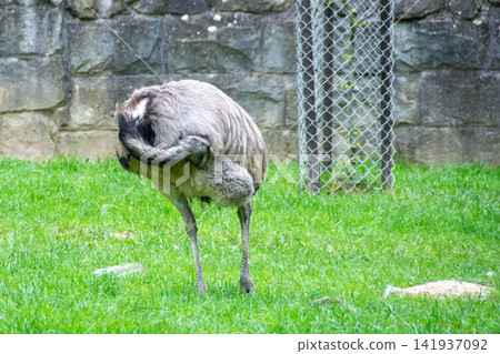 Closeup on the South American greater grey Rhea americana. High quality photo Closeup on the South American greater grey Rhea americana. High quality photo 141937092