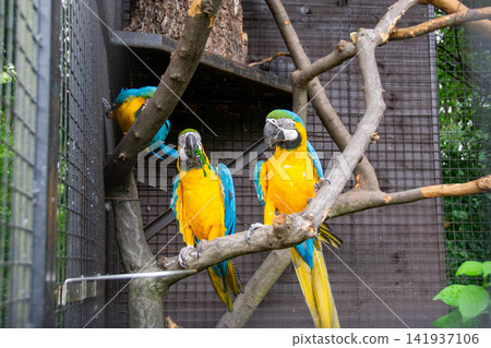 The blue-throated macaw (Ara glaucogularis; previously Ara caninde) is a macaw endemic to a small area of north-central Bolivia. High quality photo The blue-throated macaw (Ara glaucogularis; previously Ara caninde) is a macaw endemic to a small area of north-central Bolivia. High quality photo 141937106
