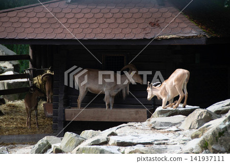 African antelope on a sunny day in the zoo enclosure, roan horse antelope resting in the shade of a tree, wild African animals in European zoos. High quality photo 141937111