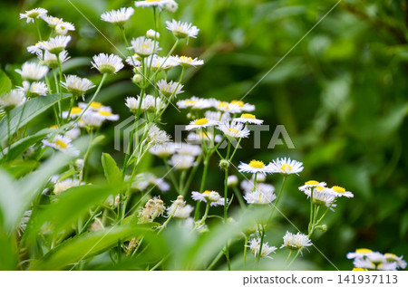 delicate flower of white chamomile. Matricaria chamomilla, white wildflowers. beautiful white chamomile flowers on a green field close-up on a summer day. floral background. beauty of nature. High delicate flower of white chamomile. Matricaria chamomilla, white wildflowers. beautiful white chamomile flowers on a green field close-up on a summer day. floral background. beauty of nature. High 141937113