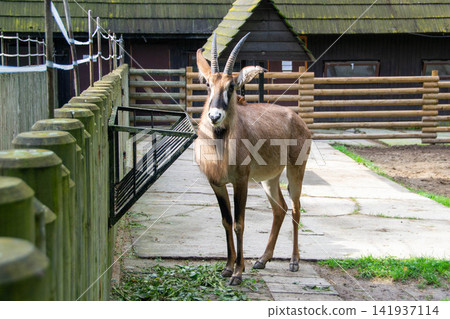 African antelope on a sunny day in the zoo enclosure, roan horse antelope resting in the shade of a tree, wild African animals in European zoos. High quality photo African antelope on a sunny day in the zoo enclosure, roan horse antelope resting in the shade of a tree, wild African animals in European zoos. High quality photo 141937114