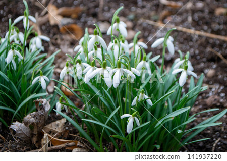 White flowers in the garden. Close up of snowdrops flowers and bee in garden. High quality photo White flowers in the garden. Close up of snowdrops flowers and bee in garden. High quality photo 141937220