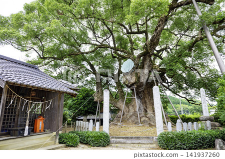 The Great Camphor Tree of Honjo (Chikujo-machi, Chikujo-gun, Fukuoka Prefecture), designated as a national natural monument. The Great Camphor Tree of Honjo (Chikujo-machi, Chikujo-gun, Fukuoka Prefecture), designated as a national natural monument. 141937260