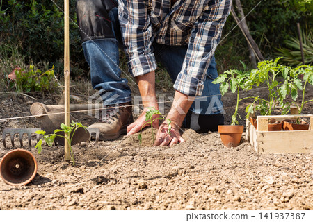 Planting tomato seedlings in the ground by hand. Agriculture. Planting tomato seedlings in the ground by hand. Agriculture. 141937387