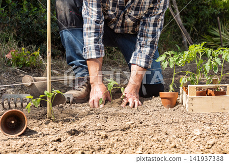 Planting tomato seedlings in the ground by hand. Agriculture. Planting tomato seedlings in the ground by hand. Agriculture. 141937388