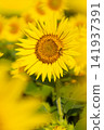 A bee perched on a sunflower - a summer scene 141937391