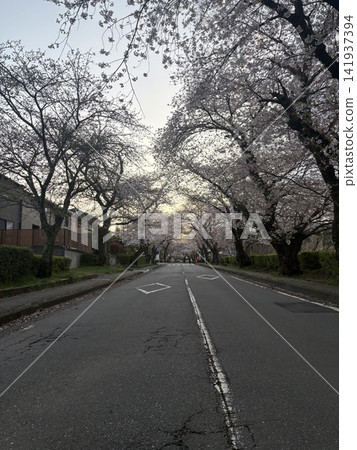 道路與櫻花 道路與櫻花 141937394