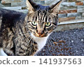 Tabby Cat with Green Eyes Near Colorful Stone Wall. 141937563