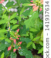 夏末時節，雨天裡的一品紅盛開 141937634