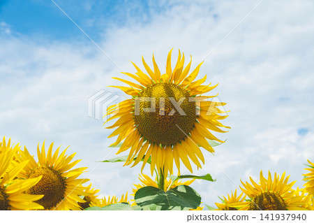 在盛夏的陽光下,向日葵競相綻放。 在盛夏的陽光下,向日葵競相綻放。 141937940