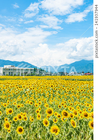 A field of sunflowers in full bloom against a backdrop of blue sky and mountain ranges. A field of sunflowers in full bloom against a backdrop of blue sky and mountain ranges. 141937944