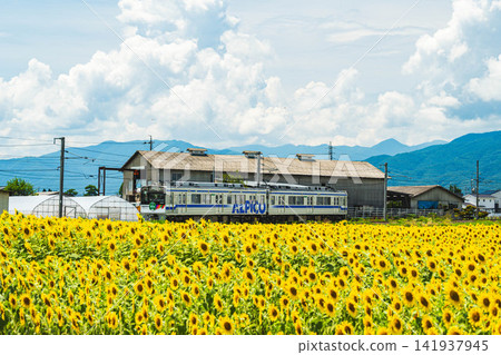 A local train in Shinshu speeds through the summer sky and sunflower fields. A local train in Shinshu speeds through the summer sky and sunflower fields. 141937945