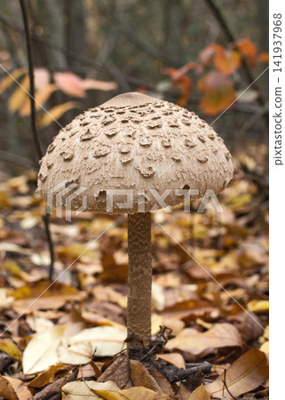 Parasol mushroom (macrolepiota procera) in the autumn forest Parasol mushroom (macrolepiota procera) in the autumn forest 141937968
