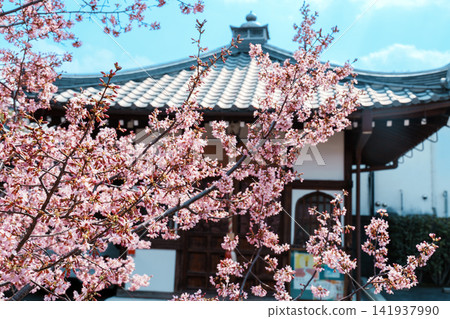 京都出町柳長德寺的岡龜櫻花 京都出町柳長德寺的岡龜櫻花 141937990