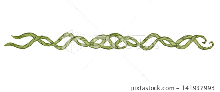 Watercolor twisted braided green liana vine horizontal jungle strand with curled tips Watercolor twisted braided green liana vine horizontal jungle strand with curled tips 141937993