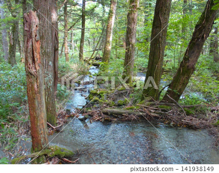 Small river in the forest Small river in the forest 141938149