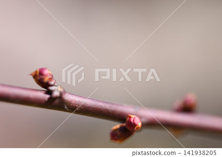 Plum blossoms telling the spring 141938205