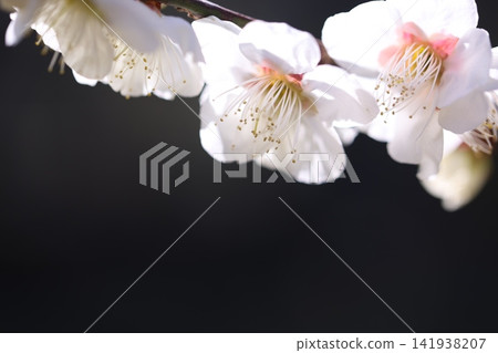 梅花告訴春天 梅花告訴春天 141938207