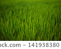 Young ear rice 141938380