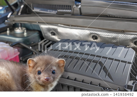 Marten inside a car engine compartment with open mouth. Marten inside a car engine compartment with open mouth. 141938492