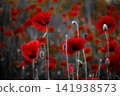 Red poppies growing in field with selective color 141938573