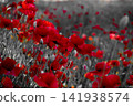 Red poppies blooming in field with selective color 141938574