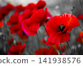 Red poppy flower blooming with selective color effect 141938576
