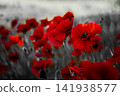 Red poppy field with selective color effect 141938577