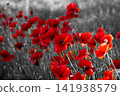 Red poppies growing in a selective color field 141938579