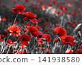 Red poppies blooming in field with selective color 141938580