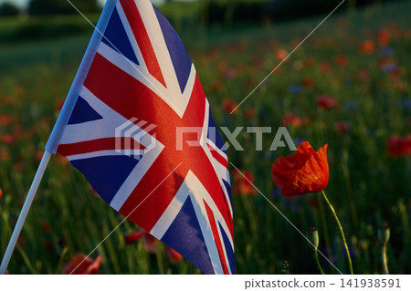 Union jack flag standing in a field of poppies Union jack flag standing in a field of poppies 141938591