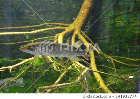 Shchuka, or common pike, lat. Esox lucius swims in a pond. Predatory fish hunting in a reservoir. Shchuka, or common pike, lat. Esox lucius swims in a pond. Predatory fish hunting in a reservoir. 141938774