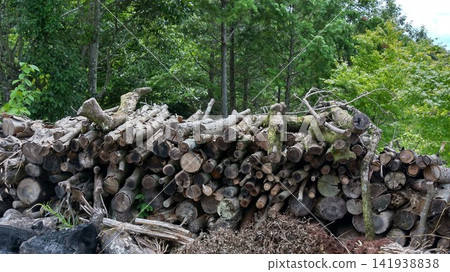 Logs lined up Logs lined up 141938838