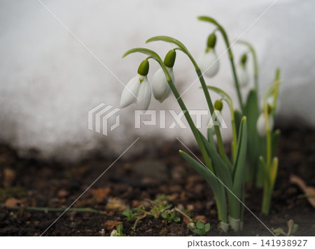 雪融化時,雪花蓮盛開 雪融化時,雪花蓮盛開 141938927