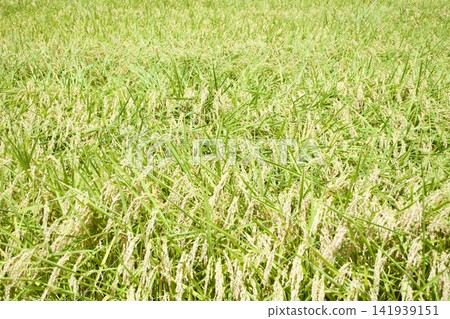 Rice field august Rice field august 141939151