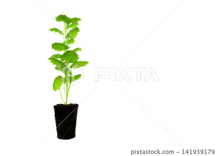 green aster seedling with soil block on the side on white background 141939179