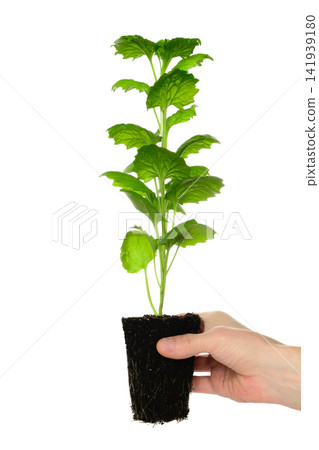 hand holding aster seedling by soil block with roots hand holding aster seedling by soil block with roots 141939180