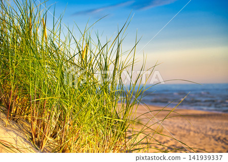 Sunlit Dune Grass on a Sandy Beach With a Calm Ocean and Warm Sunset Sky Sunlit Dune Grass on a Sandy Beach With a Calm Ocean and Warm Sunset Sky 141939337