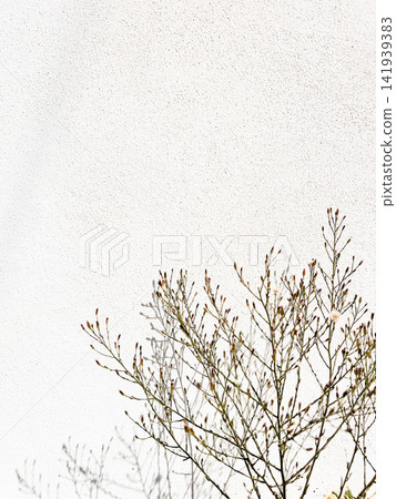 A delicate green plant with thin branching stems grows against a pale textured wall, creating a simple natural composition with plenty of copy space A delicate green plant with thin branching stems grows against a pale textured wall, creating a simple natural composition with plenty of copy space 141939383
