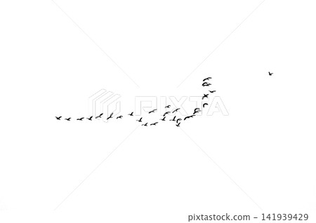 Group Of Flying Geese Silhouette Cutout Png Transparent Background Nature Wildlife Overlay Group Of Flying Geese Silhouette Cutout Png Transparent Background Nature Wildlife Overlay 141939429