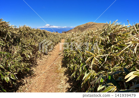 Mount Fuji and Mount Daruma towering over the winter bamboo grass ridge trail on the Izu Peninsula. Mount Fuji and Mount Daruma towering over the winter bamboo grass ridge trail on the Izu Peninsula. 141939479