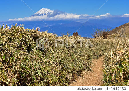 Mount Fuji towering over the winter bamboo grass-covered ridge trail on the Izu Peninsula's Izu Mountain Ridge Trail. Mount Fuji towering over the winter bamboo grass-covered ridge trail on the Izu Peninsula's Izu Mountain Ridge Trail. 141939480