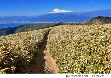 從伊豆半島伊豆山脊步道上的達摩山竹草健行道上看到的富士山。 141939495