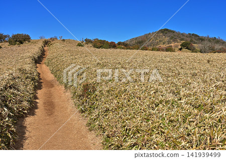 Izu Mountain Ridge Trail on the Izu Peninsula: A traverse route through the bamboo grass fields of Mt. Kodaruma. Izu Mountain Ridge Trail on the Izu Peninsula: A traverse route through the bamboo grass fields of Mt. Kodaruma. 141939499