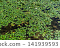 A dense growth of water chestnuts (aquatic plants) covering the surface of the water at Kashiwanoha Aqua Terrace [Wakashiba, Kashiwa City, Chiba Prefecture] 141939593