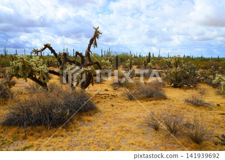 Old Saguaro Cactus Sonora desert Arizona Old Saguaro Cactus Sonora desert Arizona 141939692