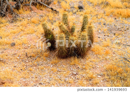 Hedge Hog cactus Hedge Hog cactus 141939693