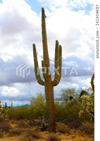 Old Saguaro Cactus Sonora desert Arizona Old Saguaro Cactus Sonora desert Arizona 141939697