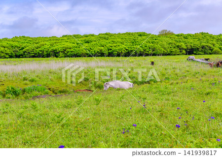 漫步根室半島北部野花花園 漫步根室半島北部野花花園 141939817