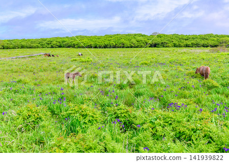 Walking through the Northern Wildflower Gardens of the Nemuro Peninsula Walking through the Northern Wildflower Gardens of the Nemuro Peninsula 141939822